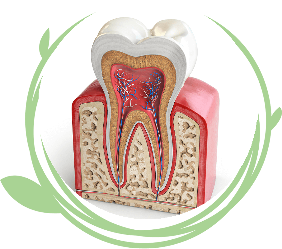Clovis Family Dentistry|Root Canal Therapy