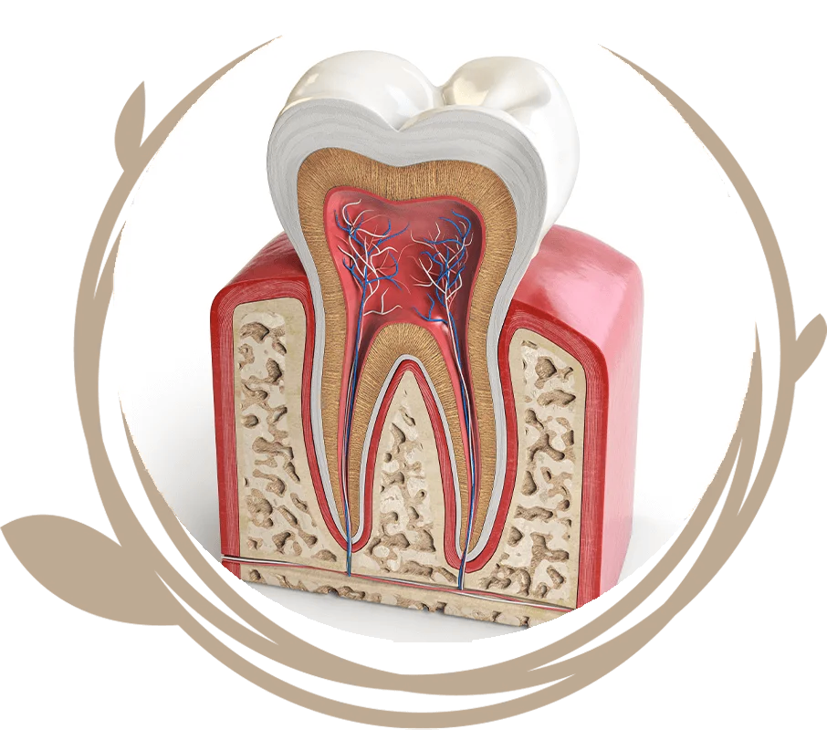 Clovis Family Dentistry|Root Canal Therapy